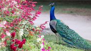 AVEC DES FLEURS - Le plein de couleurs et de senteurs à Tarbes